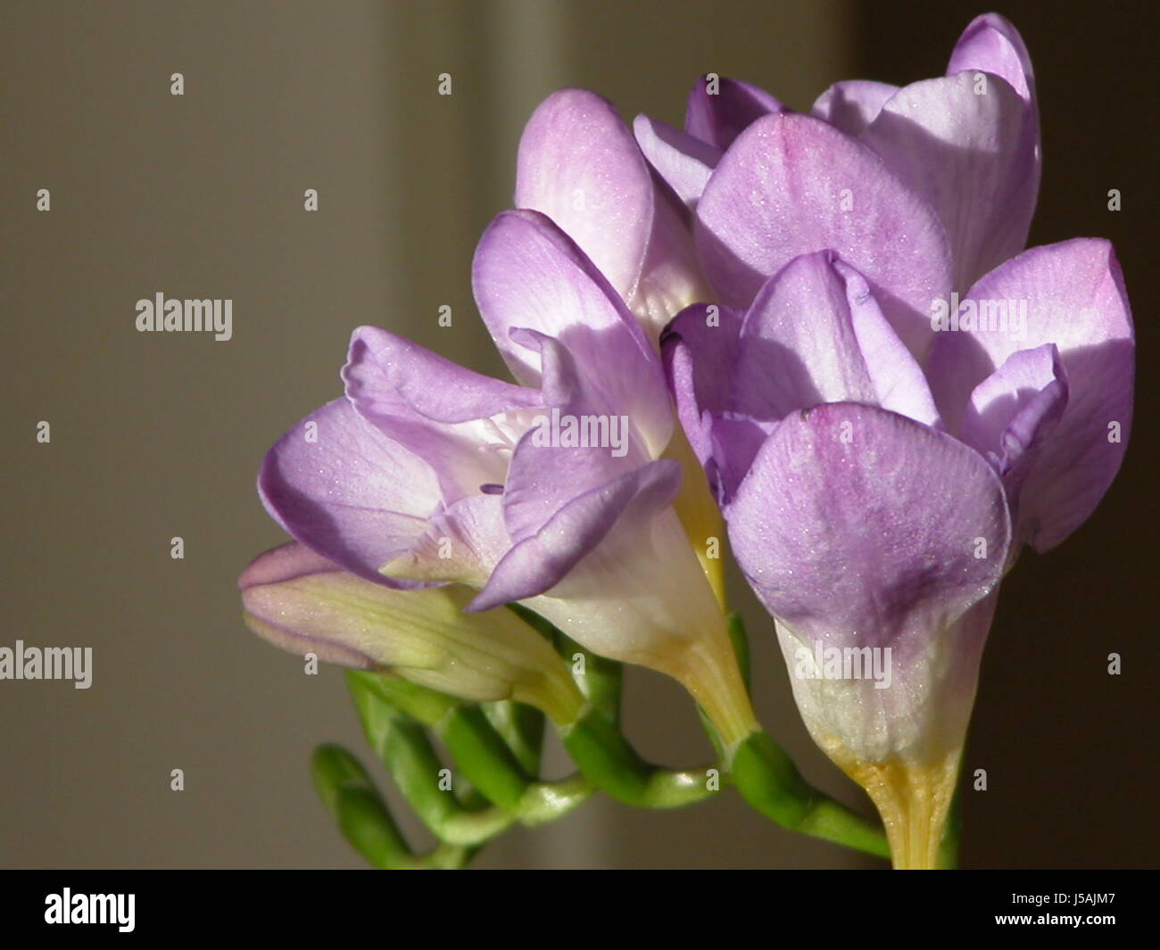 macro close-up macro admission close up view flower plant bloom blossom Stock Photo
