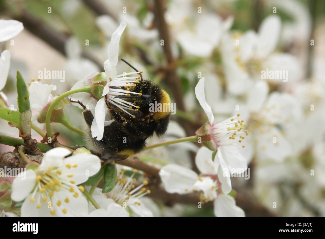 insect bumblebee bloom blossom flourish flourishing blossoms spring branch Stock Photo