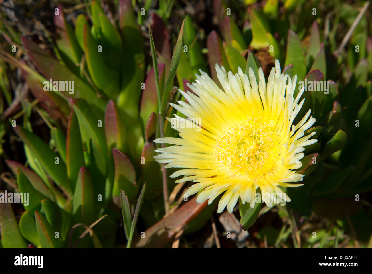 Ice plant in bloom, Fort Ord Dunes State Park, Seaside, California Stock Photo