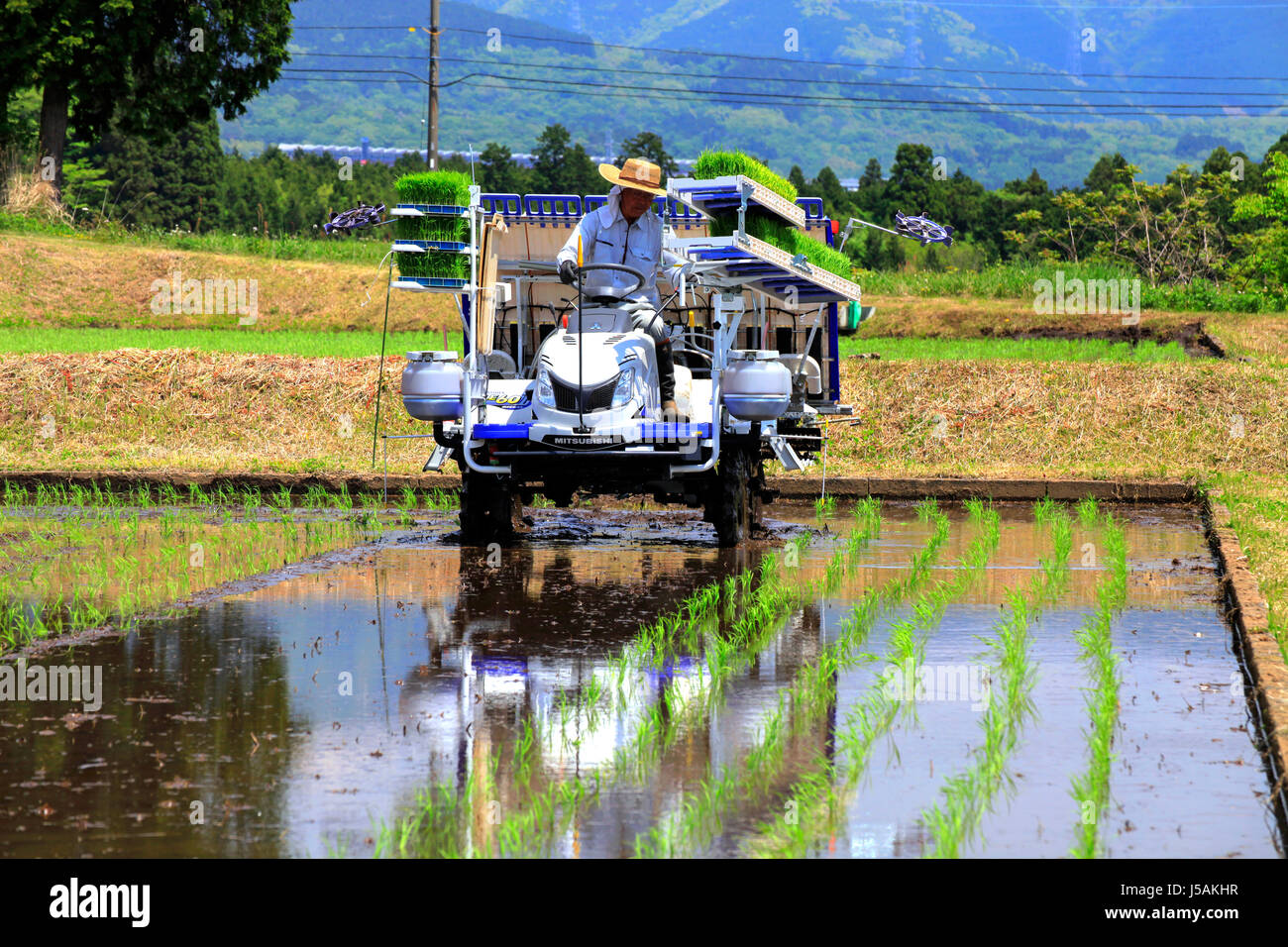 A Farmer Drives Rice Transplanter in Oyama-cho Shizuoka Japan Stock Photo