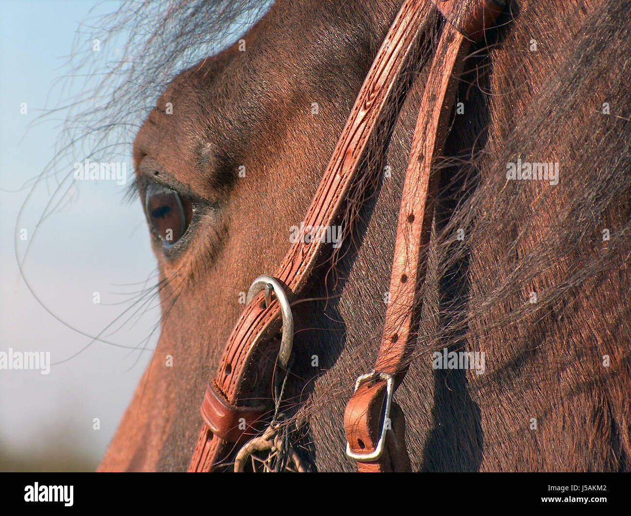 horse portrait leather skin bridle mane buckle browner snaffle equine