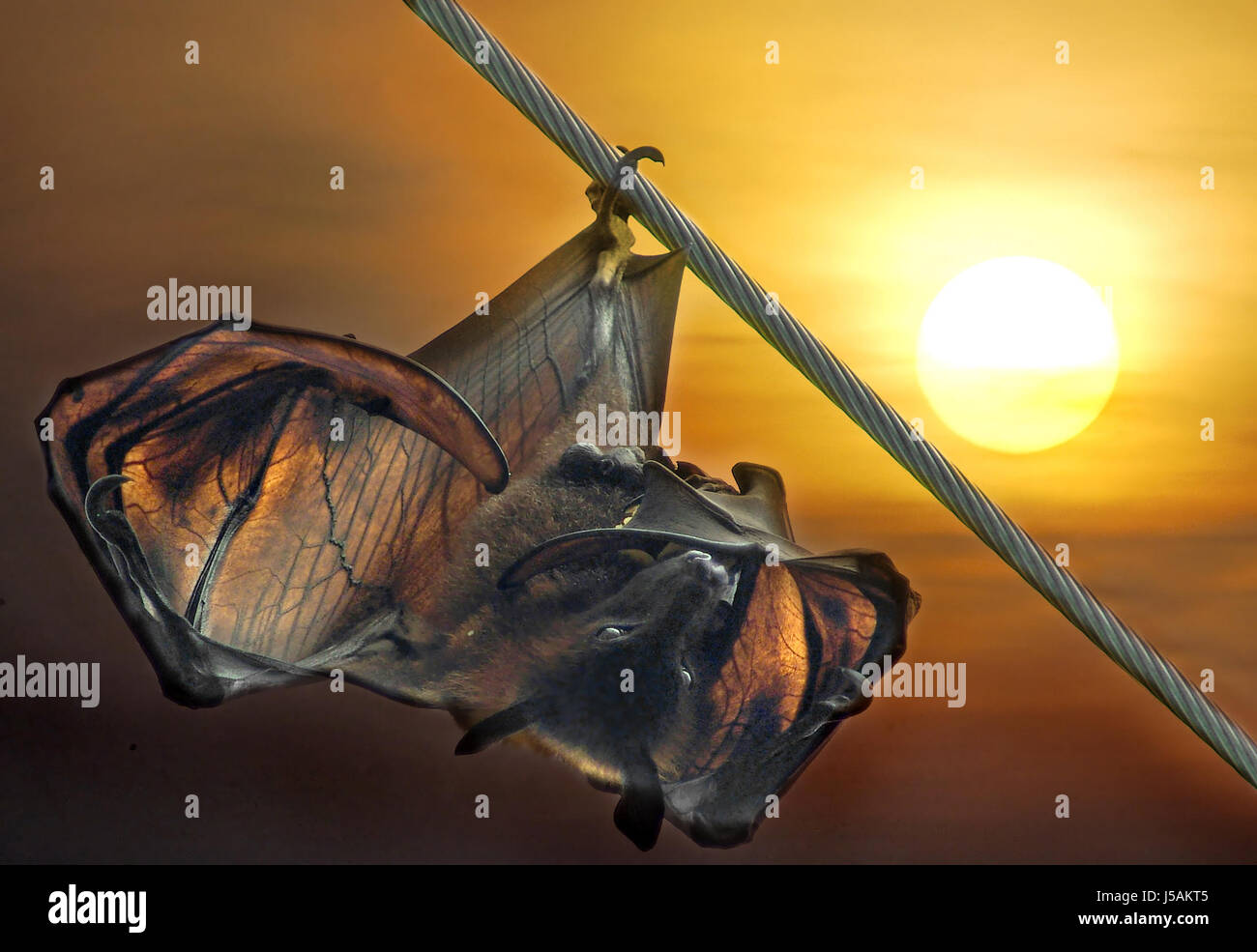flying fox Stock Photo Alamy