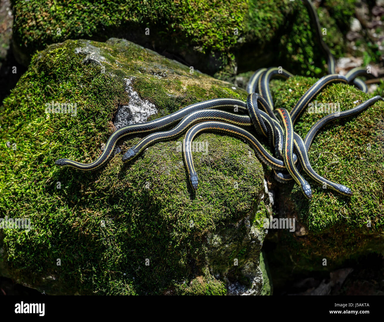 Red-sided Garter snakes emerging from wintering den, Narcisse, Manitoba, Canada. Stock Photo