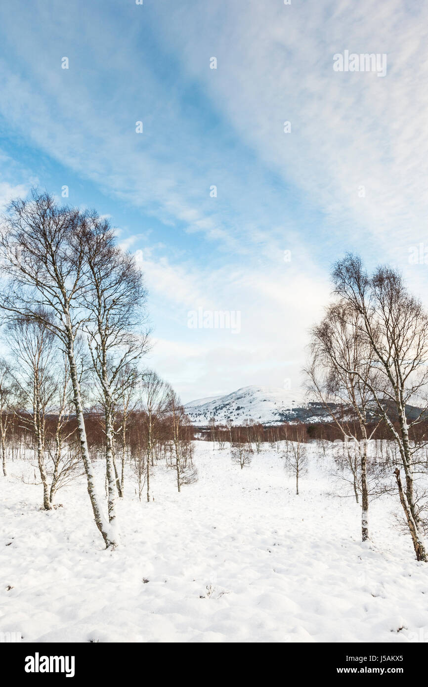 Birch Trees in snow in the Cairngorms National Park of Scotland. Stock Photo