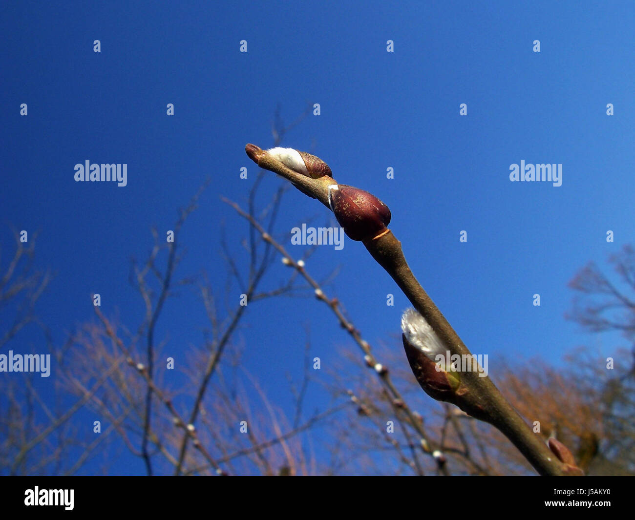 blue,spring,branch,willow catkin,firmament,sky,willow,lenz Stock Photo