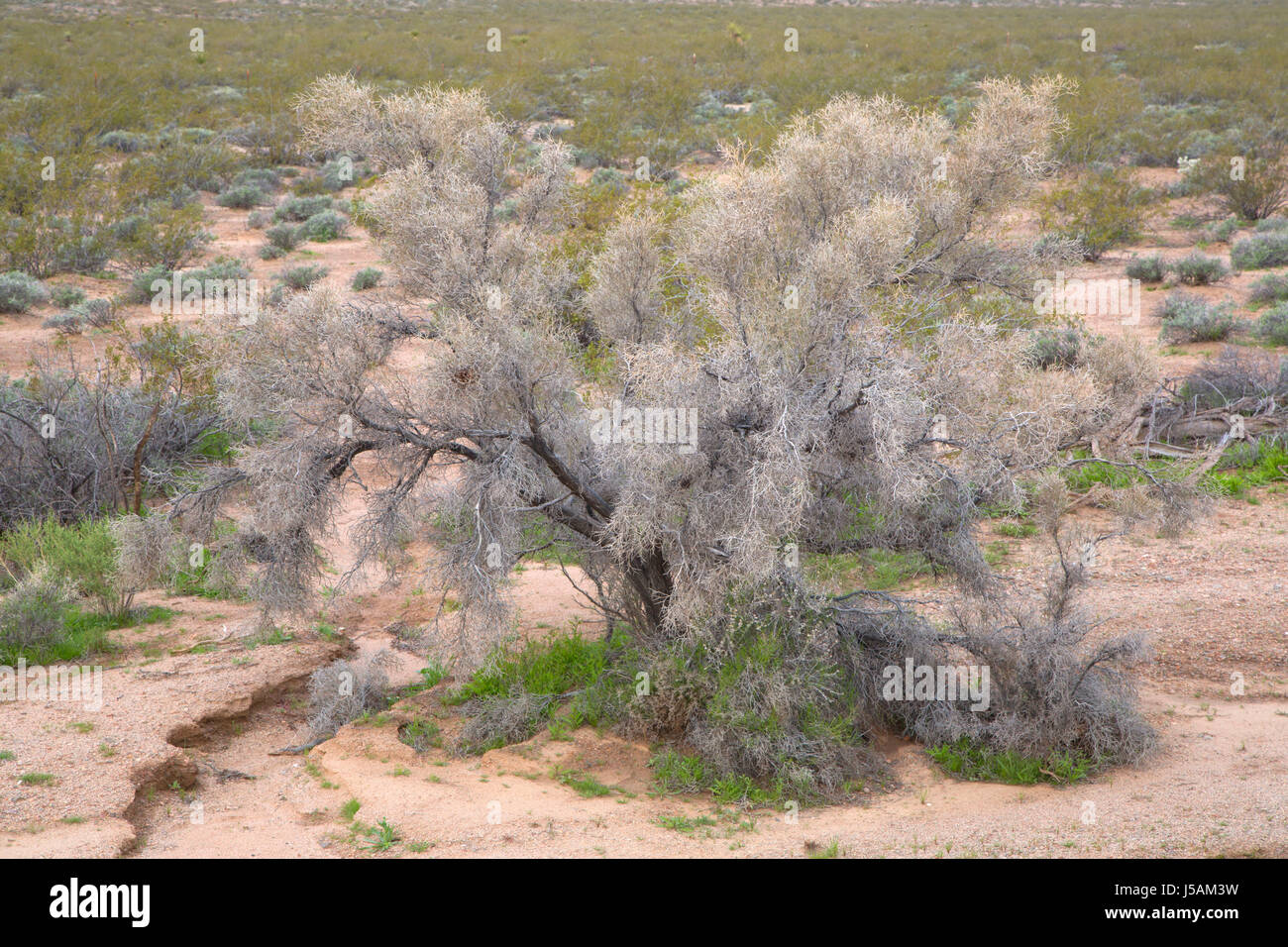 Smoke Tree, Mojave Trails National Monument, California Stock Photo