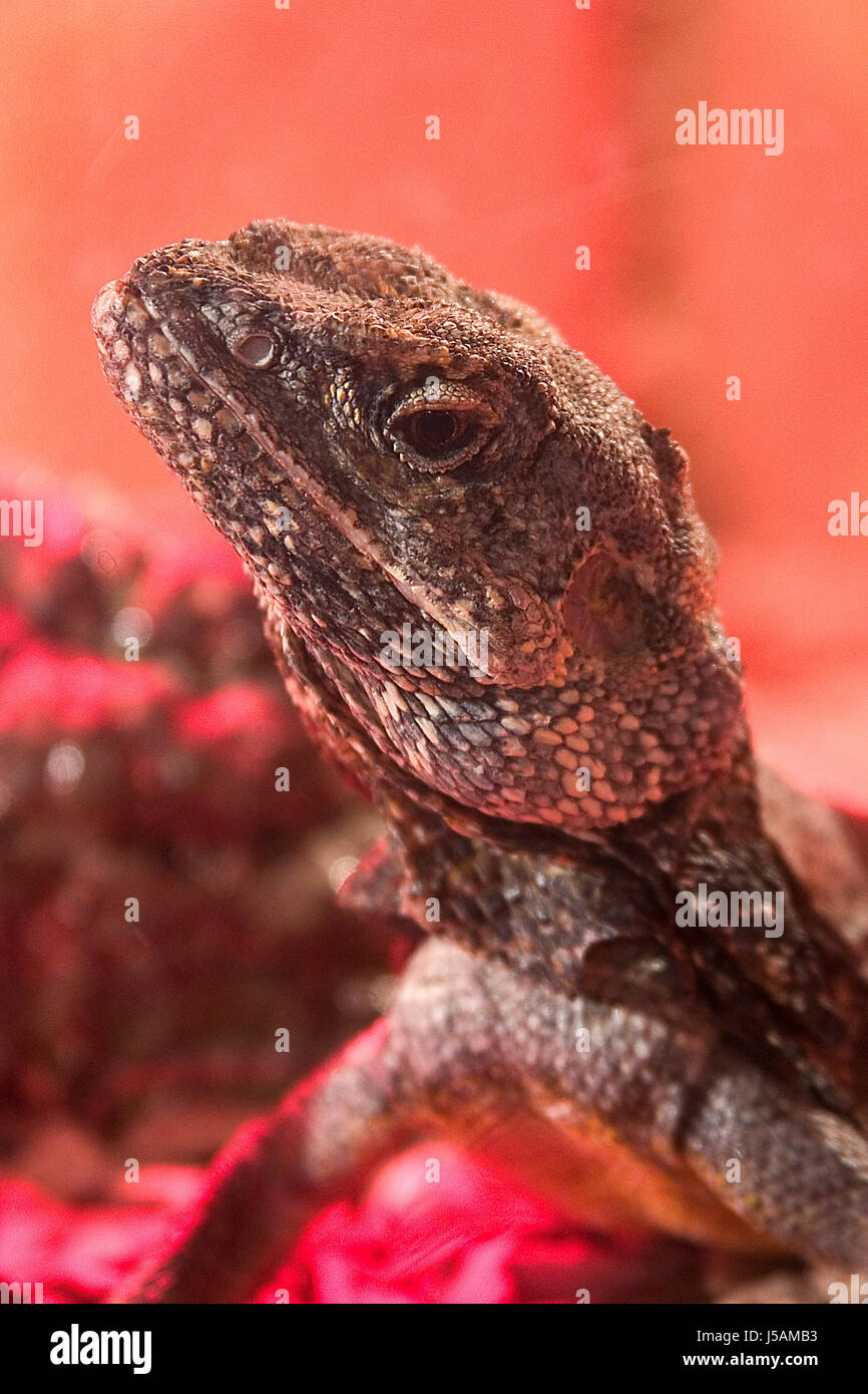 animal saurian terrarium reptiles cold blooded animal warm heat warmth head Stock Photo Alamy