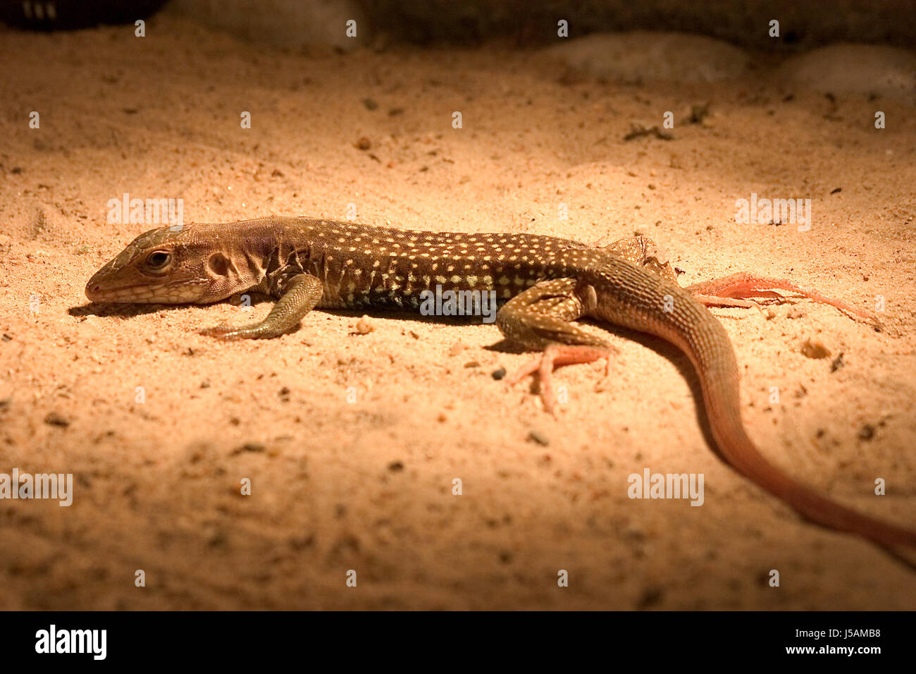 animal,saurian,terrarium,cold blooded animal,warm,heat,warmth,waran