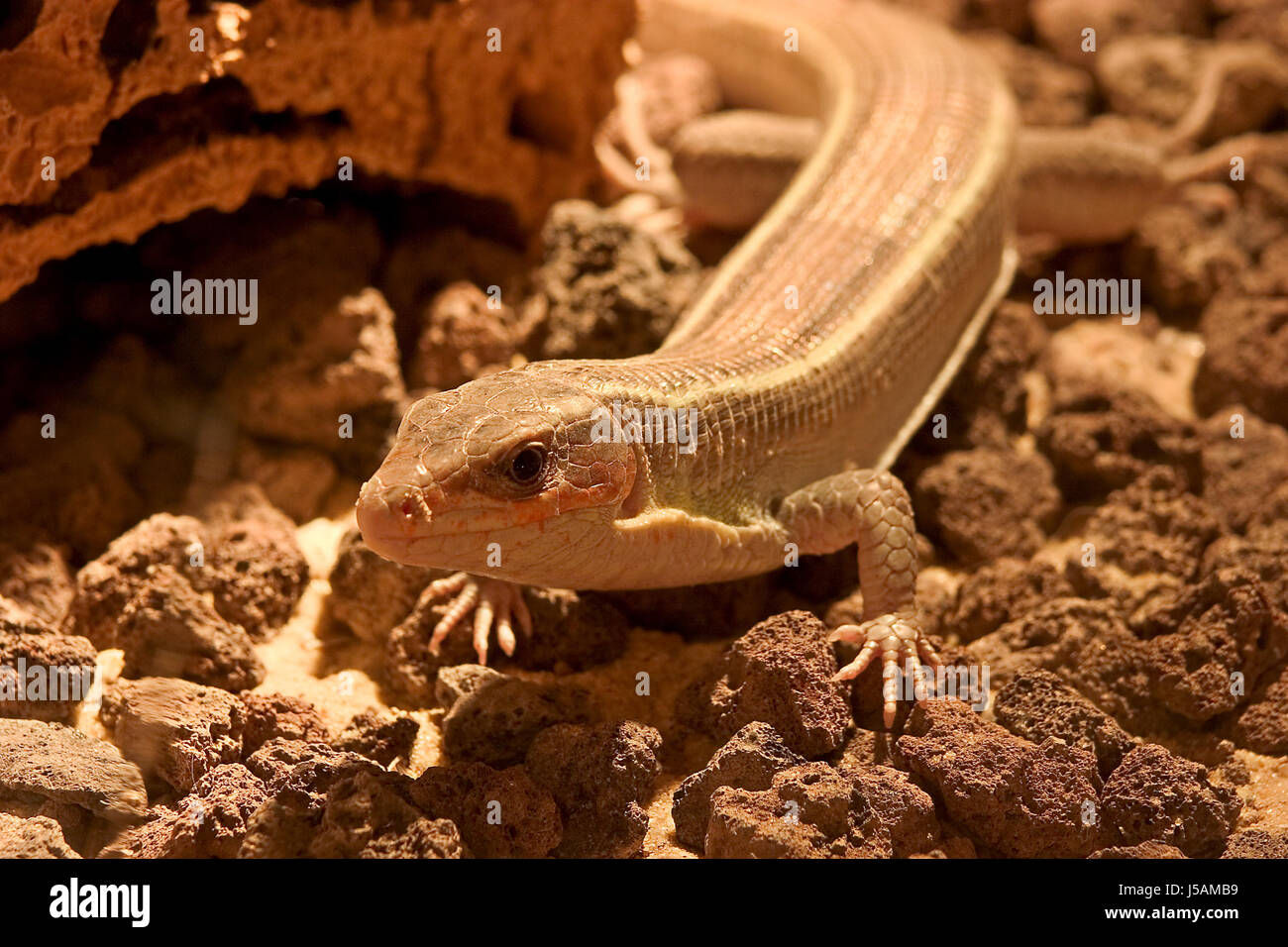 animal,saurian,terrarium,cold blooded animal,warm,heat,warmth,waran