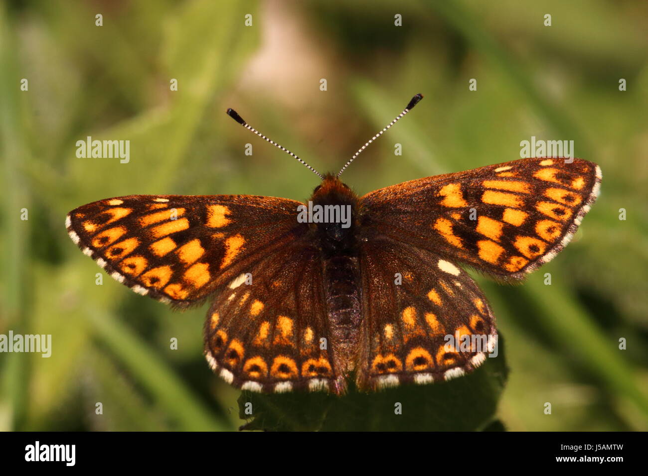 Female Duke of Burgundy Butterfly Stock Photo