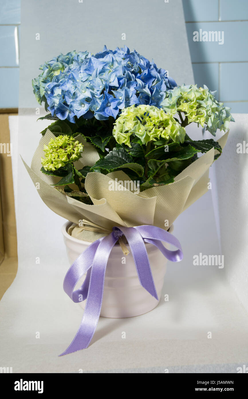 Blue hydrangea in ceramic water feature and phormium in a blue pot bow Stock Photo