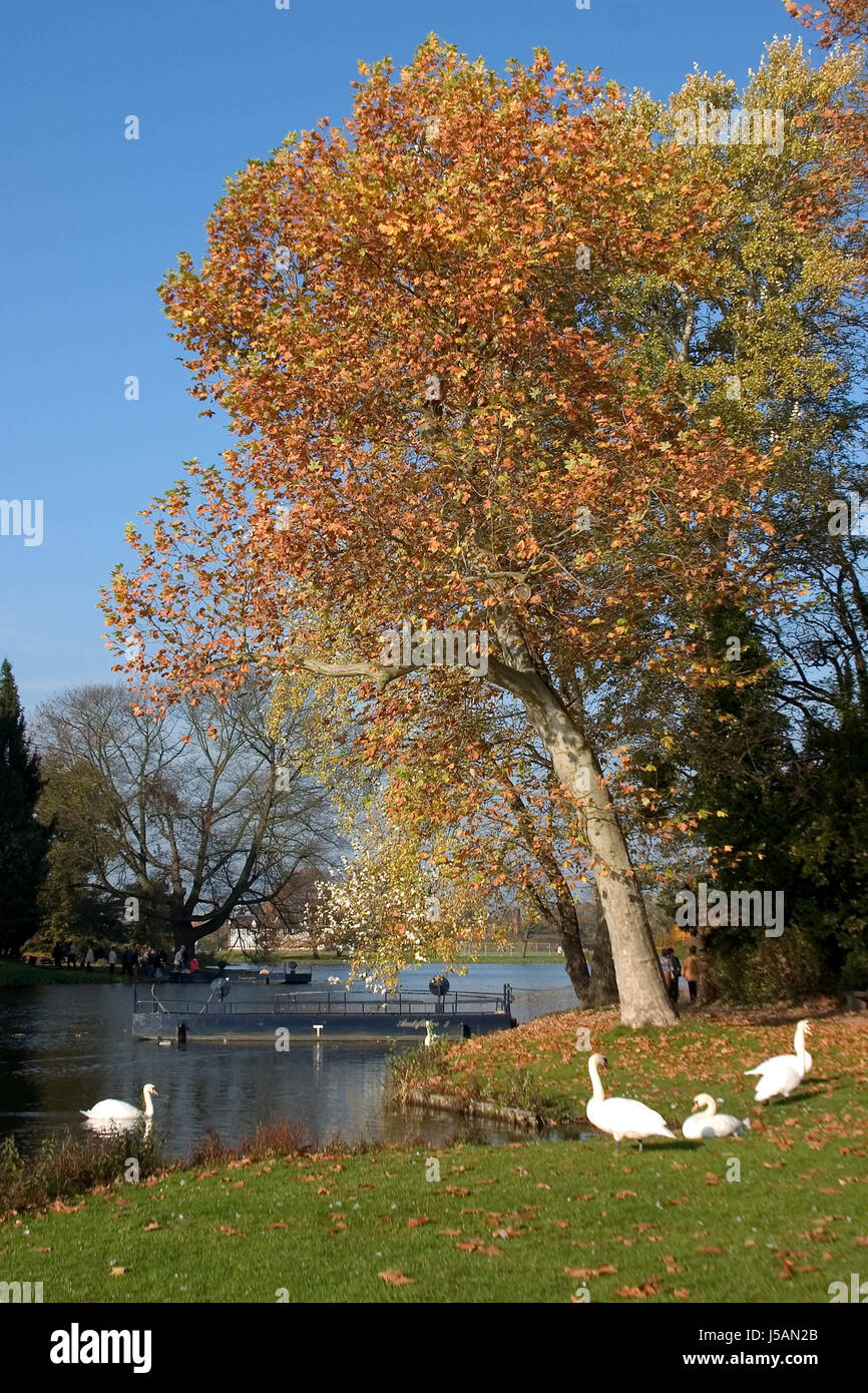 tree park bird swans birds stream investor waterfowls waterfowl idyll fresh Stock Photo