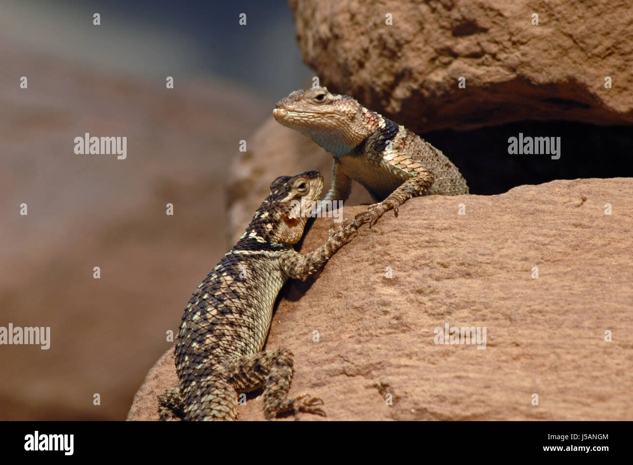 lizard saurian rock reptiles rise climb climbing ascend uphill tread