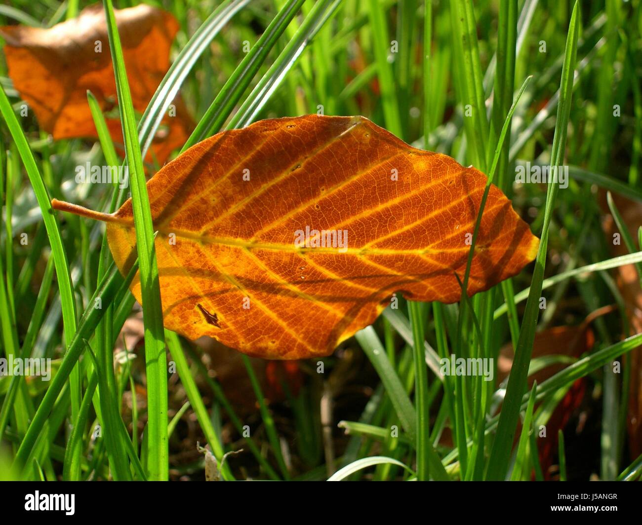 View of death depression blades of grass blade of grass grass transitoriness ...