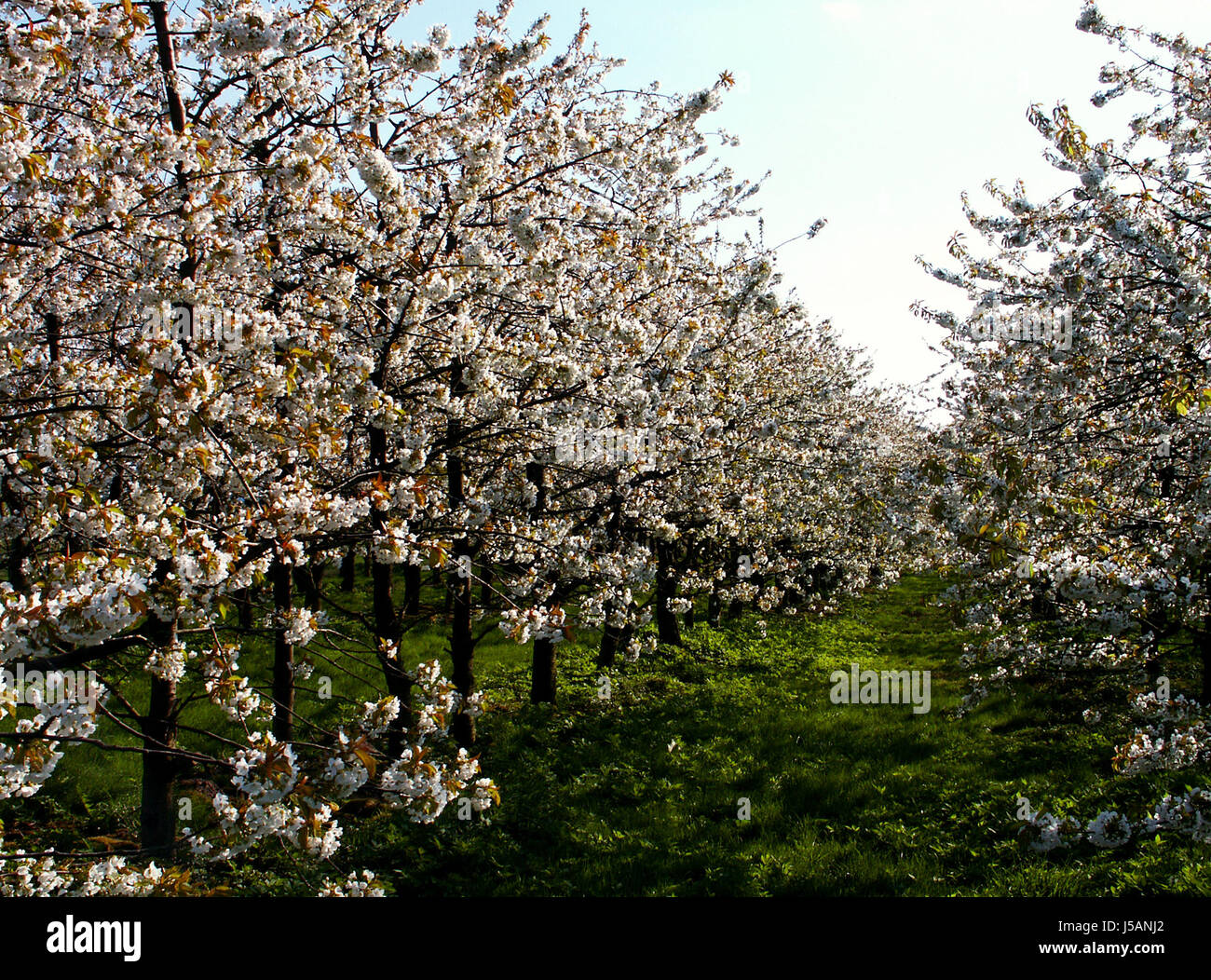 tree bloom blossom flourish flourishing agriculture farming spring fruit cherry Stock Photo