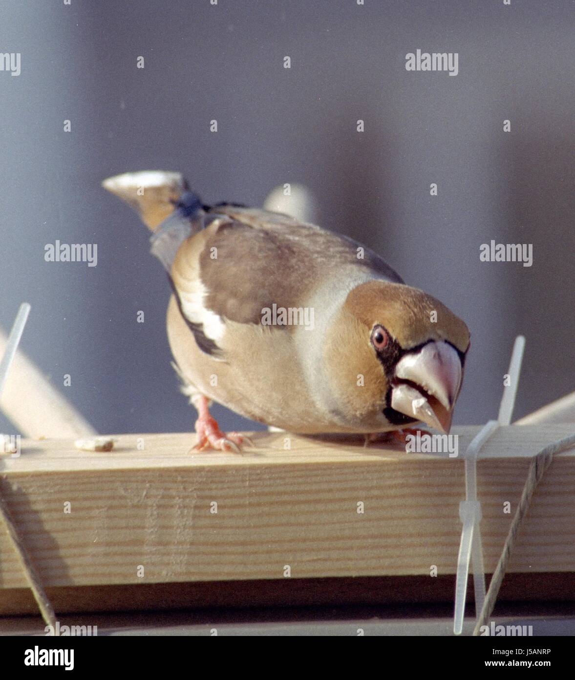 Einheimischer singvogel hi-res stock photography and images - Alamy