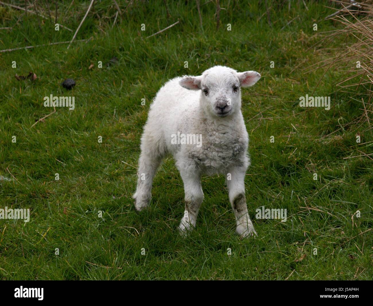 blank european caucasian sheep wool small tiny little short easter ...