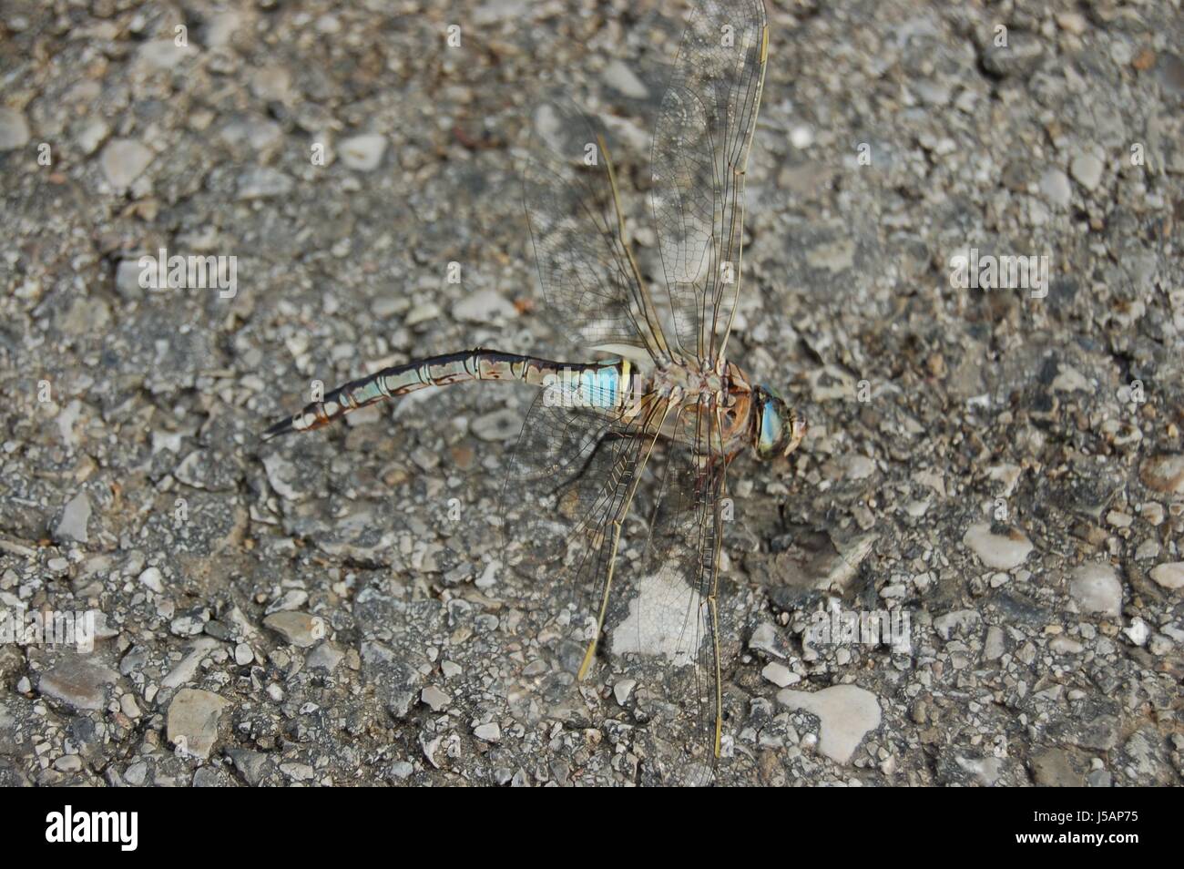 insects propeller wing float dragonfly bright shiny fresh water pond