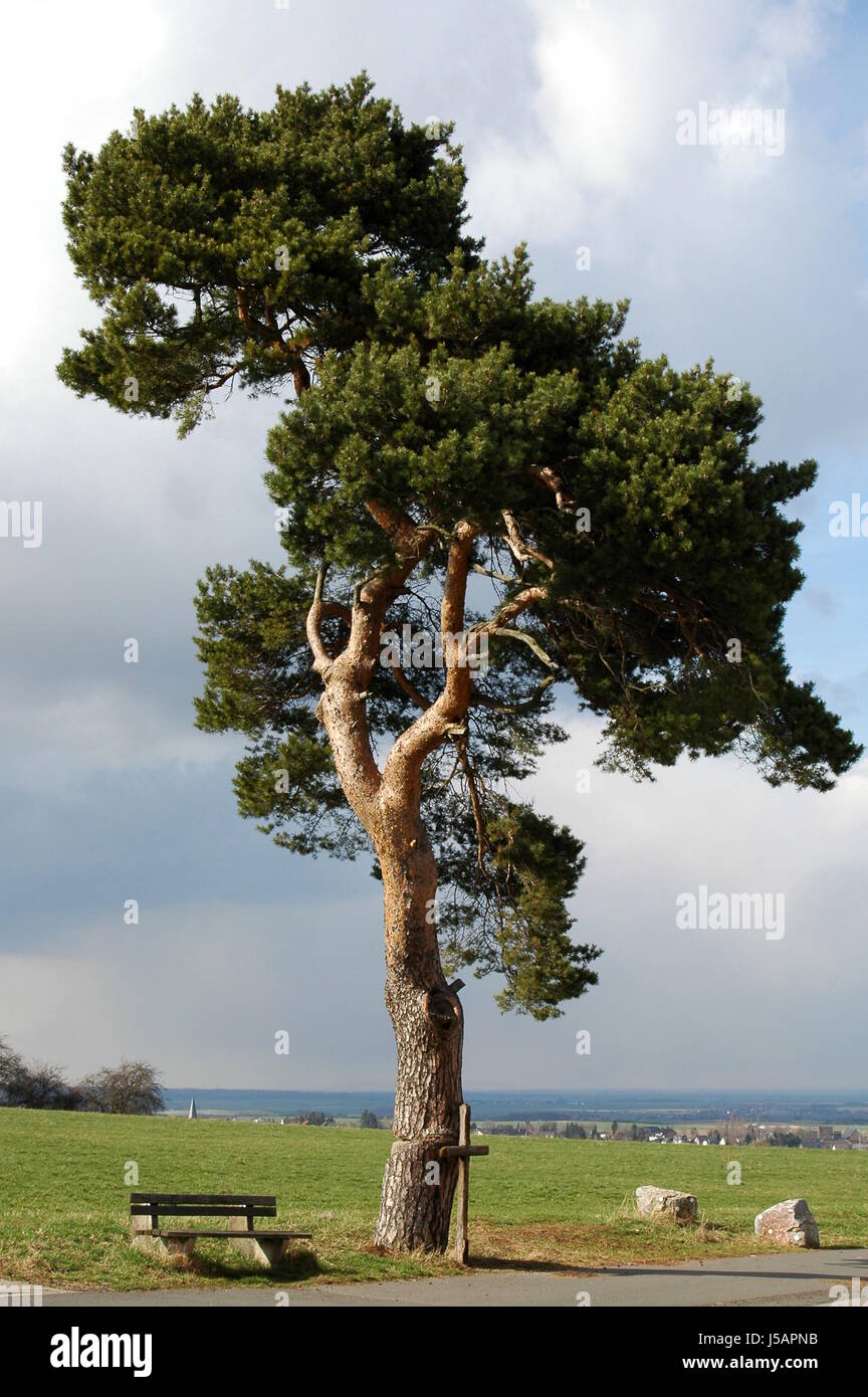 tree pine cross evergreen conifer resting place facilitate ease resting relax Stock Photo