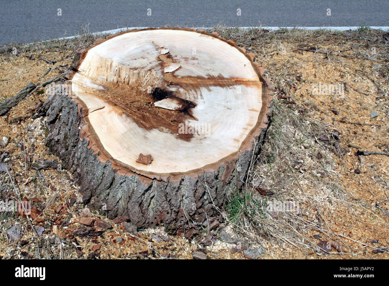 tree deciduous tree connection connectivity interface annexation annual ...