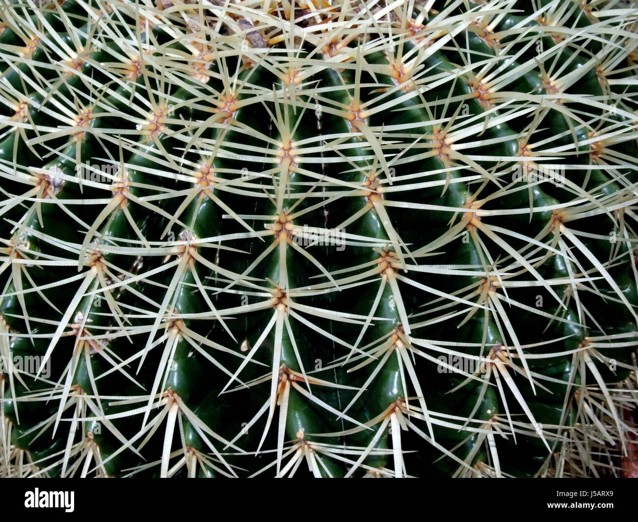 cacti prickly ribs ribbed pillared complete perfect kugelfrmig cactus ...