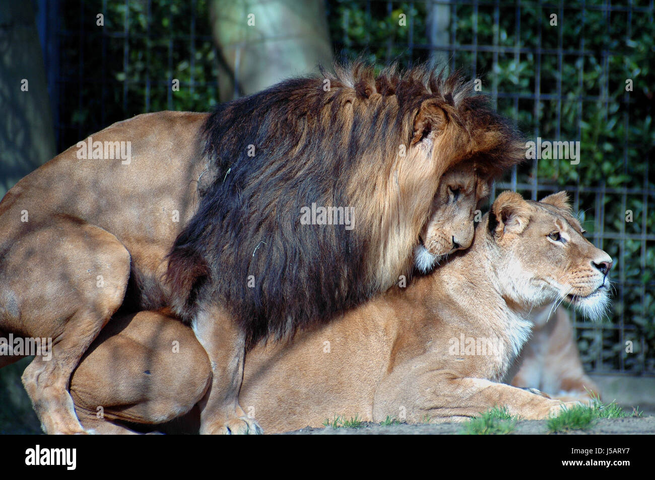 lions caged lwe und lwin raubkatzen nachwuchsproduktion grokatzen zoogehege Stock Photo