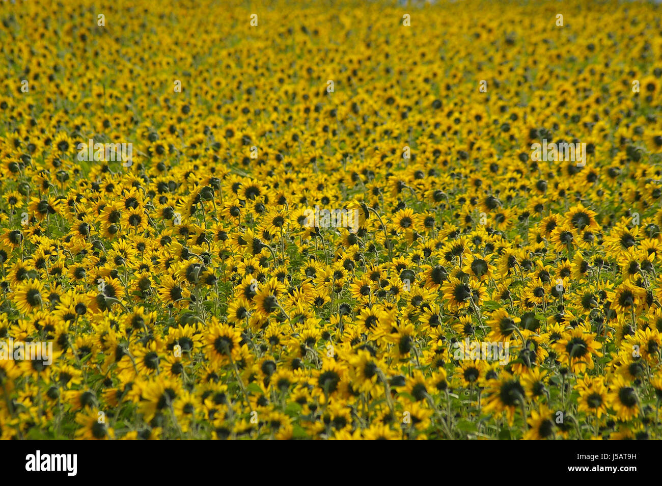 green agriculture farming field flower flowers plant sunflowers bulks