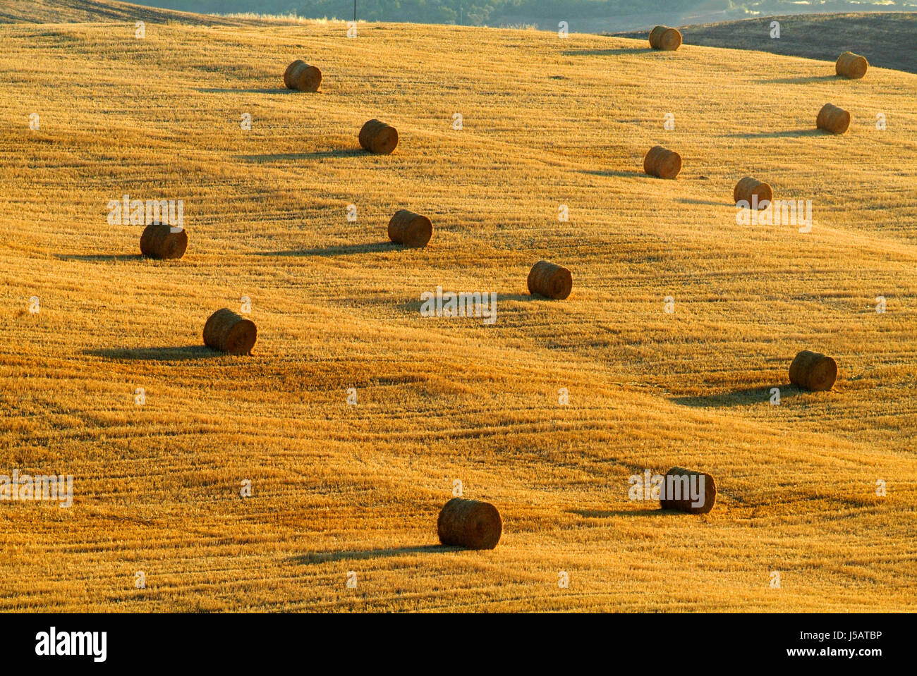 straw bales on wheat field Stock Photo - Alamy