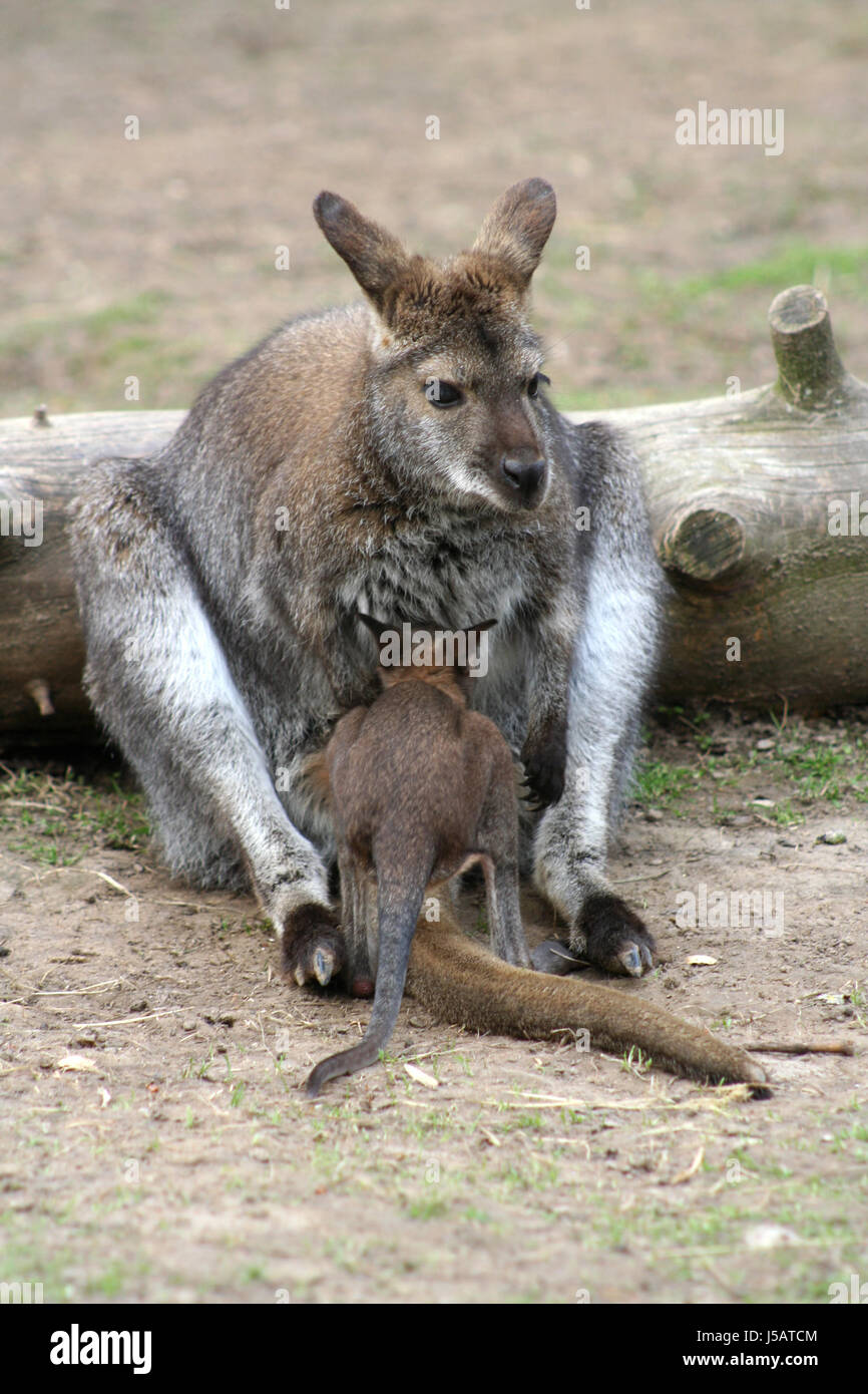 Knguru hi-res stock photography and images - Alamy Knguru hi-res stock photography and images - Alamy
