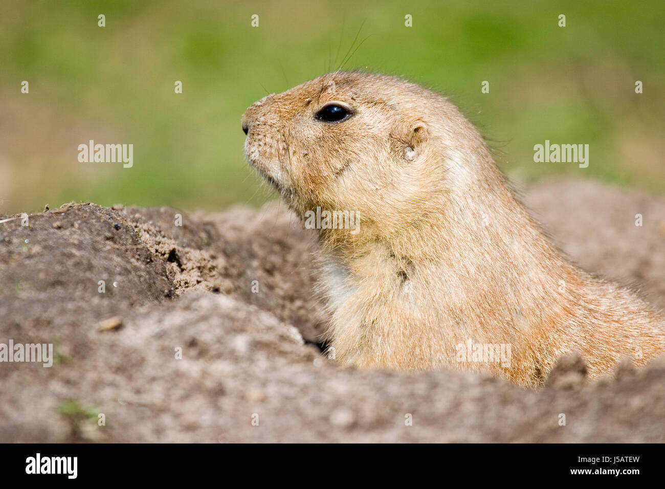 green brown brownish brunette gnawers cynomis cynomis ludovicianus naturzoo Stock Photo