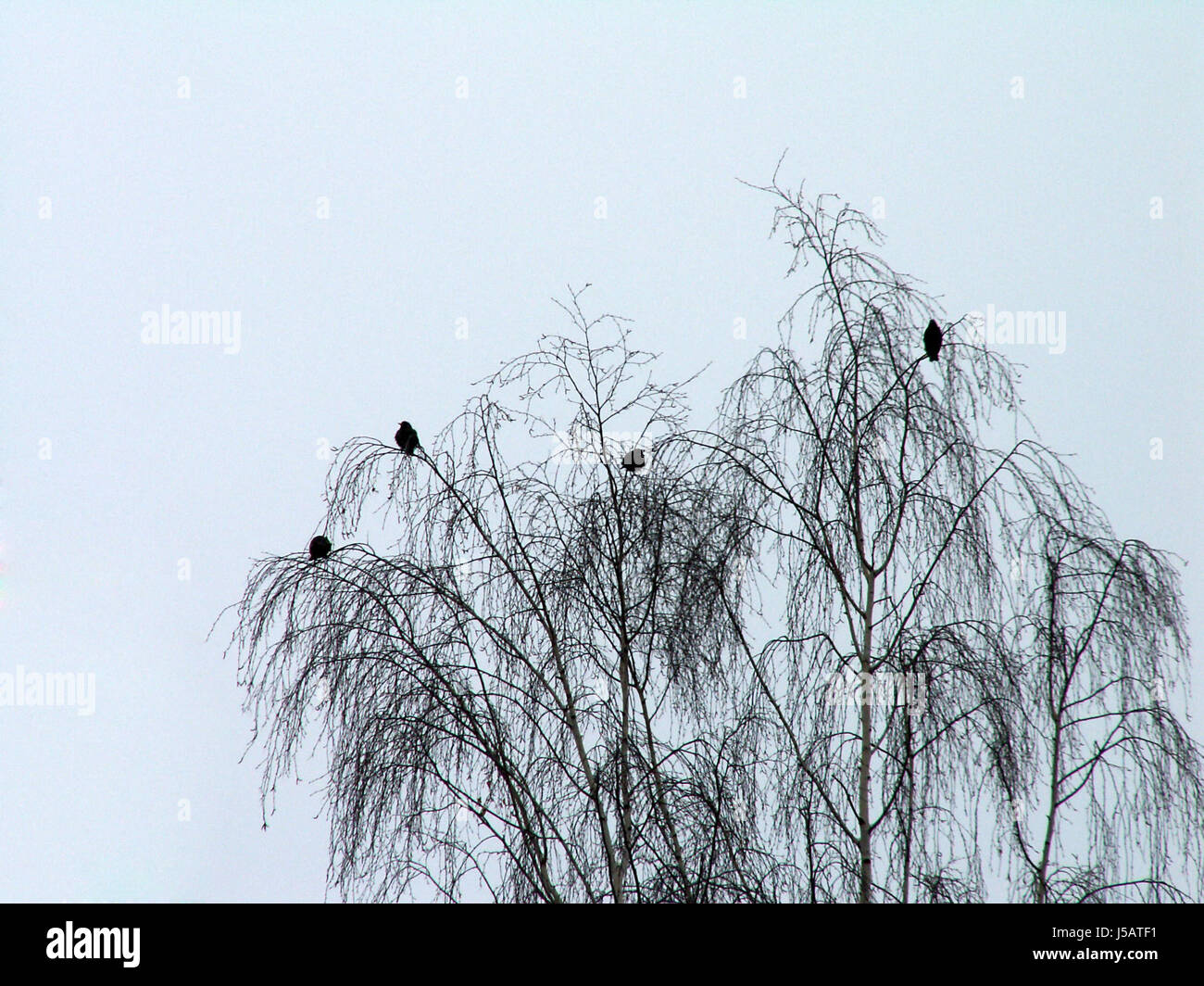 wait waiting tree trees bird sad birds boring silhouette dreary wintry put Stock Photo