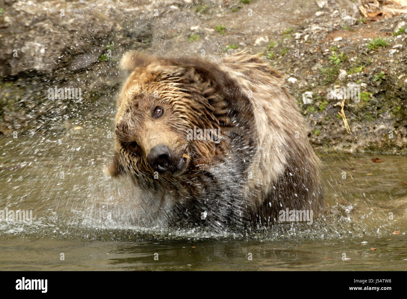 bear skin canada wash washing laundry shake water drop waterdrop water baer Stock Photo
