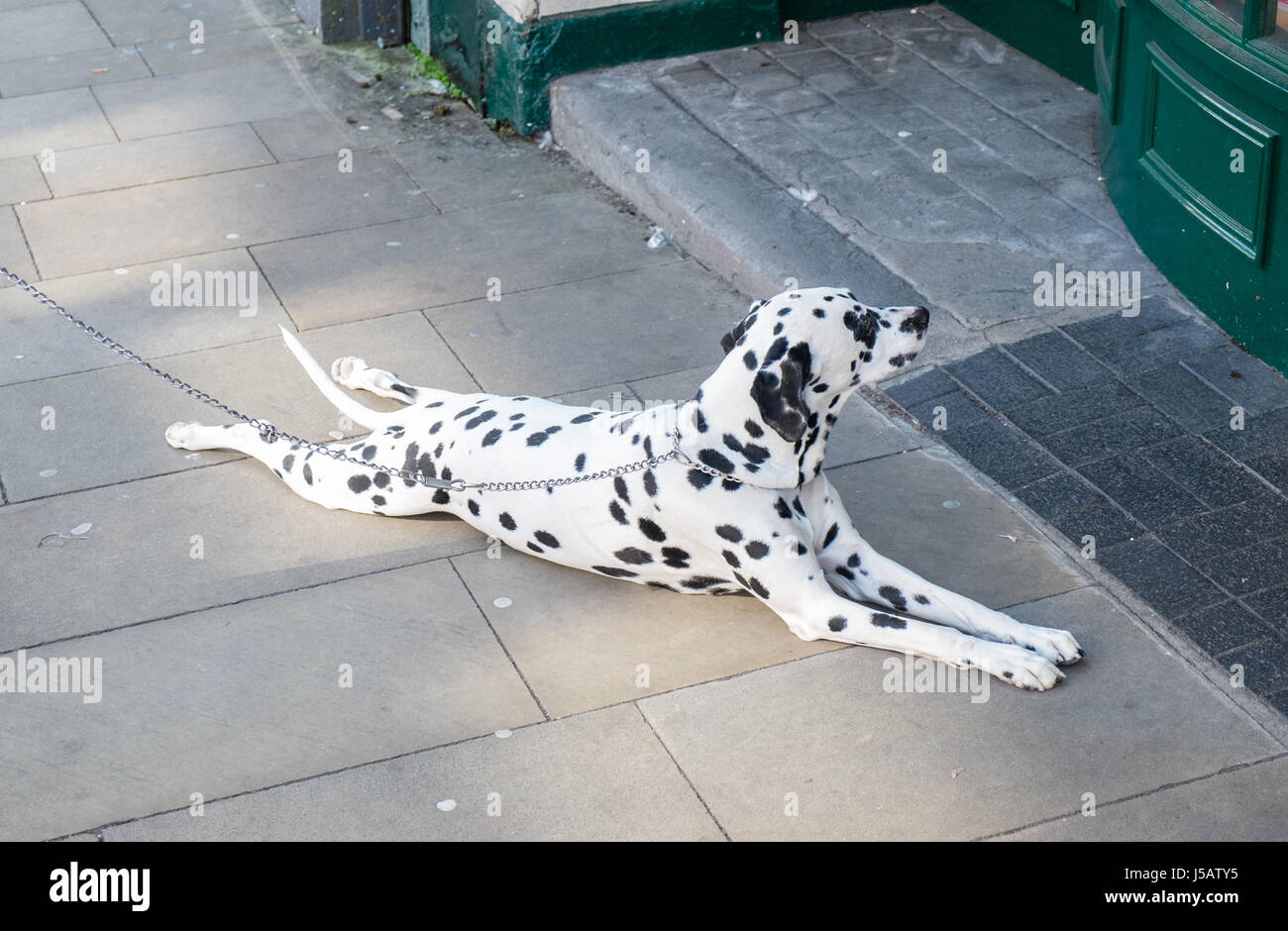 Relaxed,patiently,waits,Dalmatian,spotted,dog,sits,lies,lays,tied,to,post,by,lead,outside,shop,in,centre,of,Swansea,Wales,U.K.,UK, Stock Photo