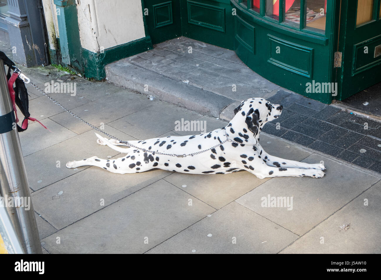 Relaxed,patiently,waits,Dalmatian,spotted,dog,sits,lies,lays,tied,to,post,by,lead,outside,shop,in,centre,of,Swansea,Wales,U.K.,UK, Stock Photo