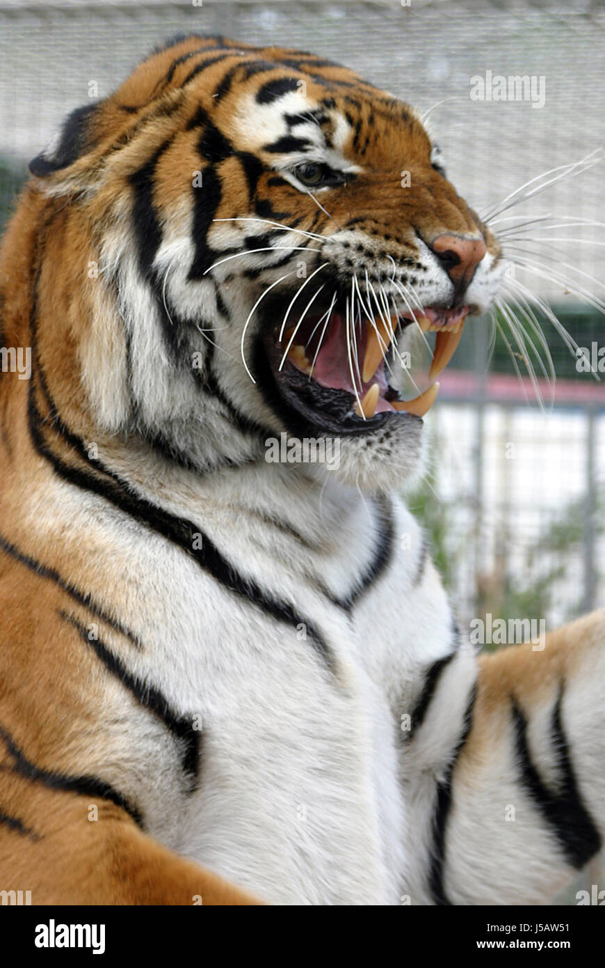 tiger 0001 Stock Photo