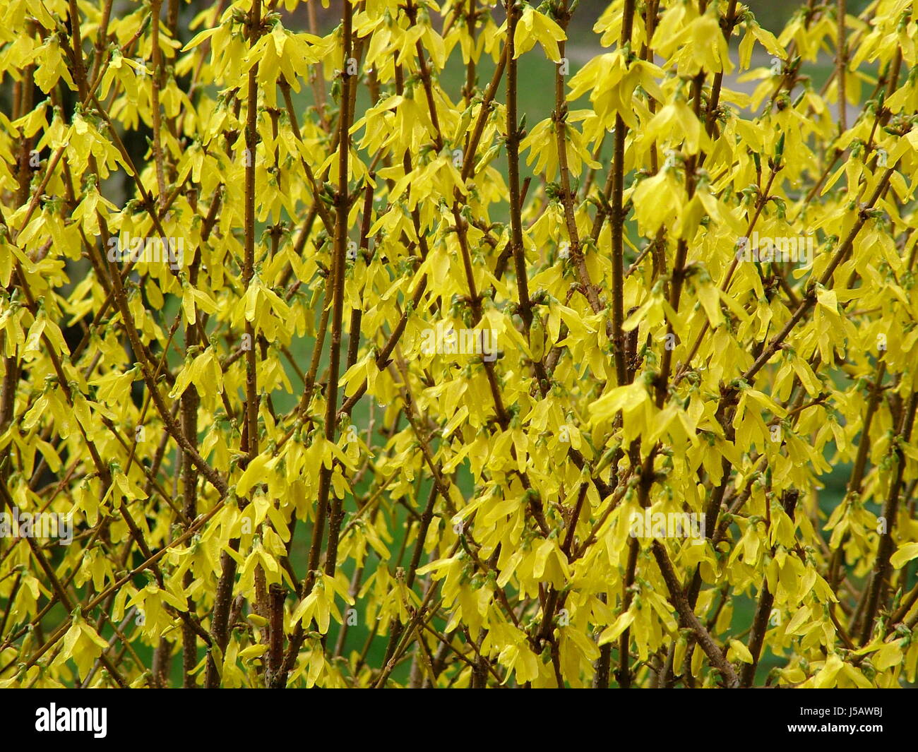 blossoms branches shrub bleed yellow forsythie forsythienstrauch jede menge Stock Photo