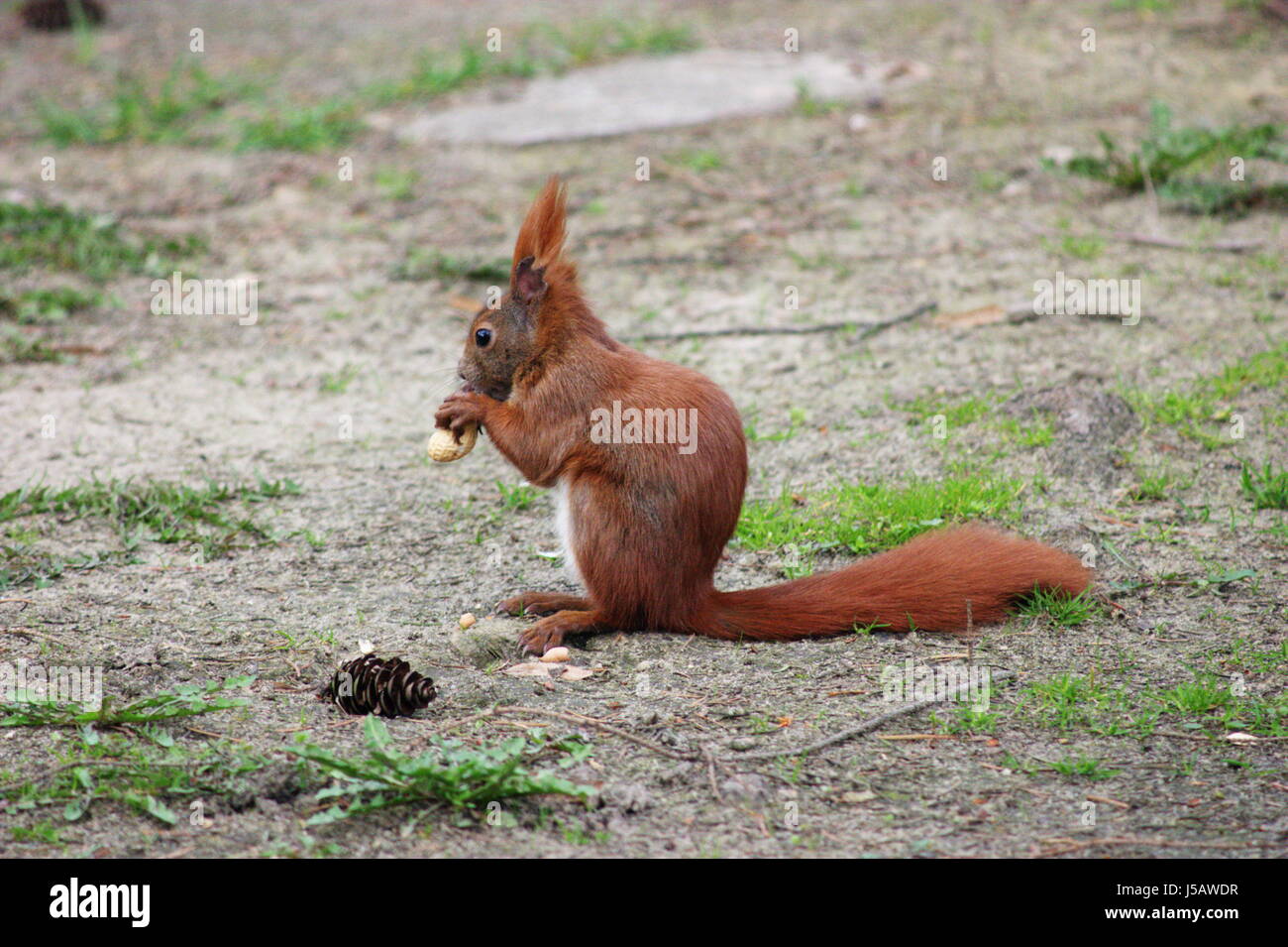 profile park witty sits reddish brown squirrel nut feeded gnawed futtert haare Stock Photo