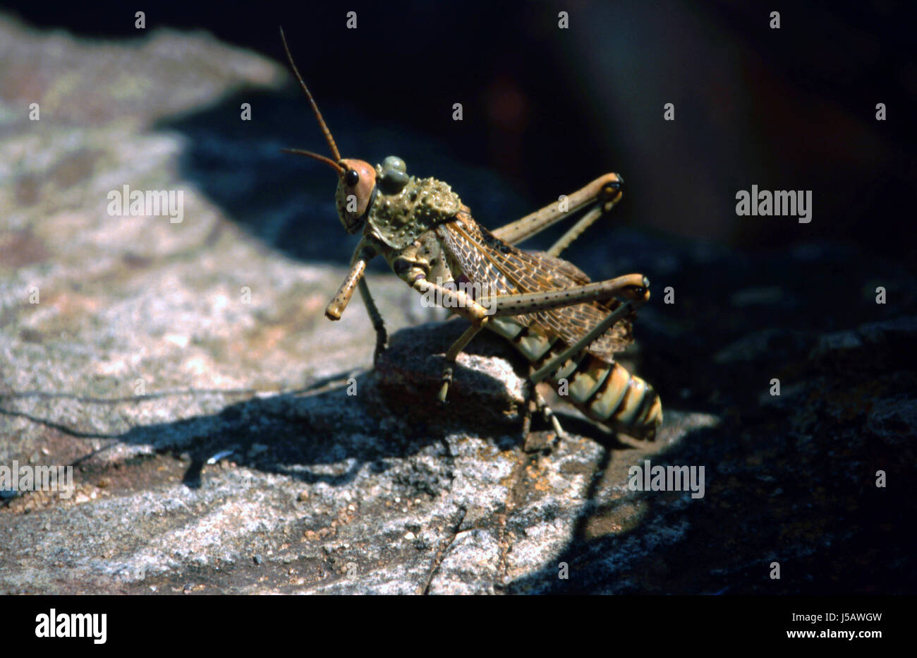 insects africa grasshopper capitalism plage gottes heuschreckenplage zweiflgler Stock Photo