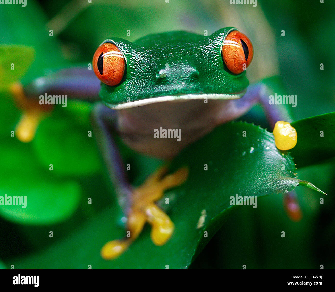 amphibians frog greenback tree frog frogs cold blooded animal froschknig  Stock Photo - Alamy