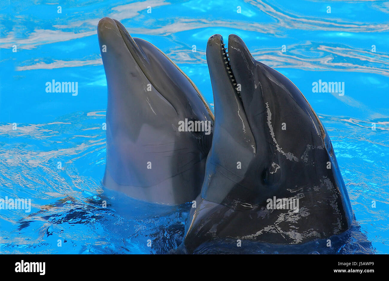 dolphin whales dolphins cetacea delfinartige delpfin delphinidae delphinoidea Stock Photo