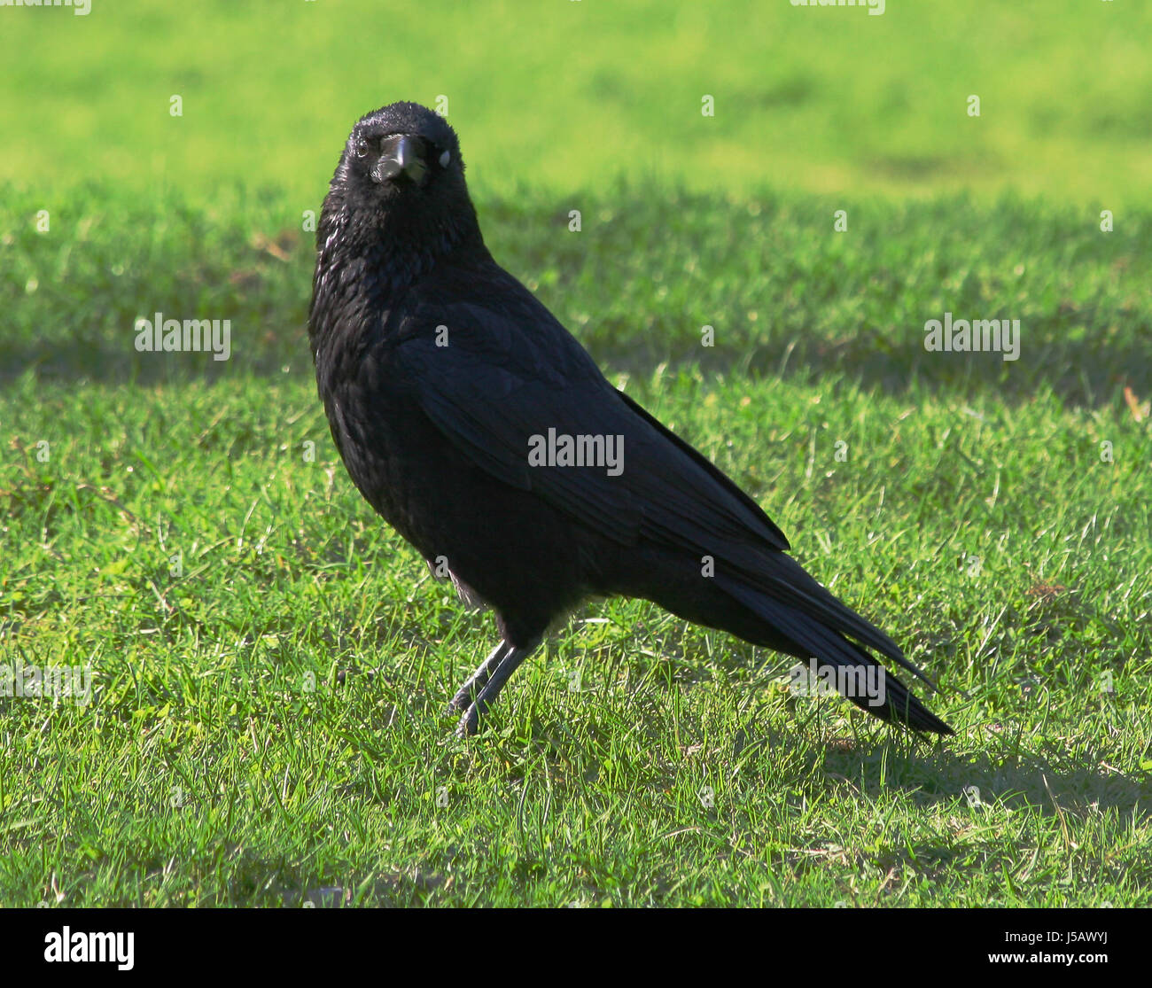 bird animals black swarthy jetblack deep black birds feathering wildlife crow Stock Photo