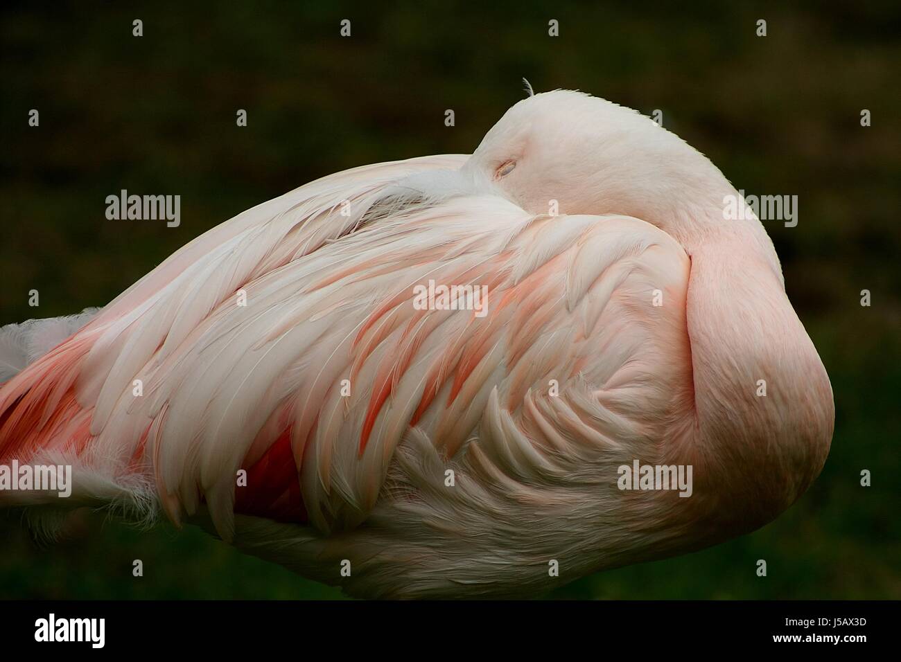 animal bird birds radio silence quietness silence sleep sleeping