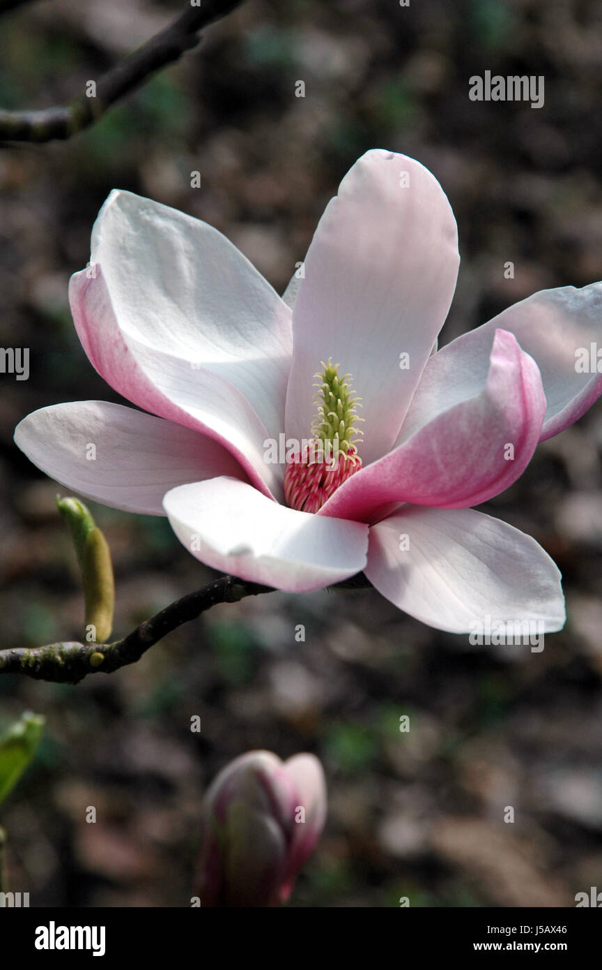 tree deciduous tree blossoms japan bloom blossom flourish flourishing bleed Stock Photo Alamy