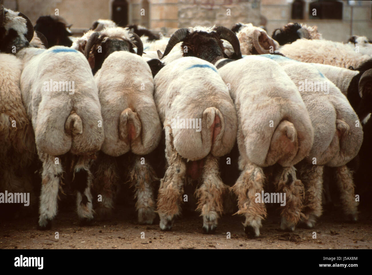 Sheep Rind Back pets sheep shearing herd lambs rear part flock of sheep hinterbeine ...