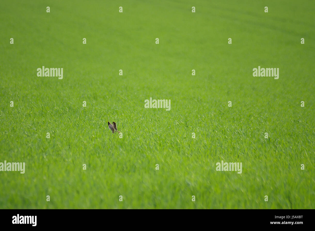 field,ears,hare,acre,hidden,hiding-place,bunny,hasenlffel,hasenohren Stock Photo