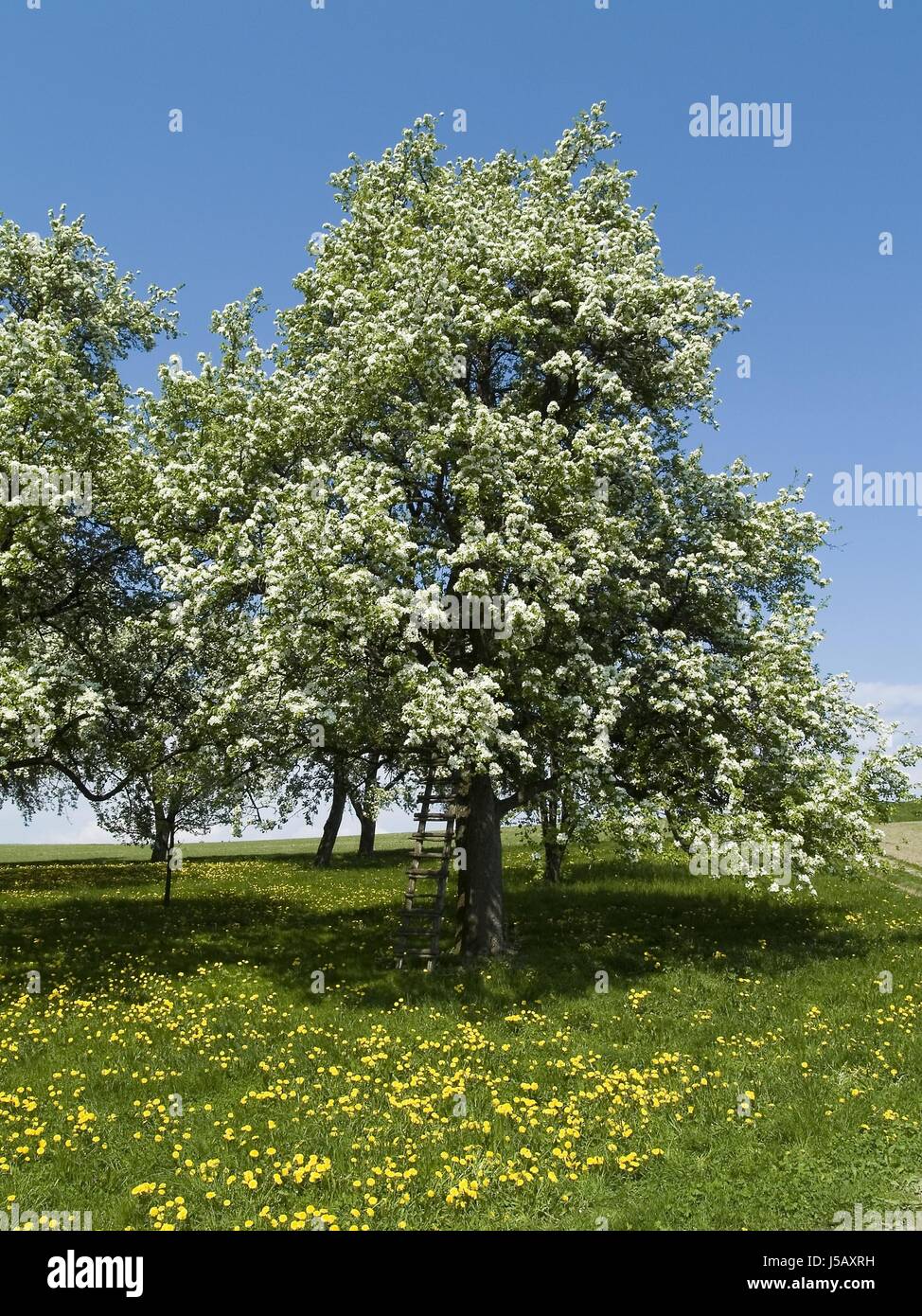 tree trees agriculture farming blossoms spring fields meadows bleed agrarian Stock Photo