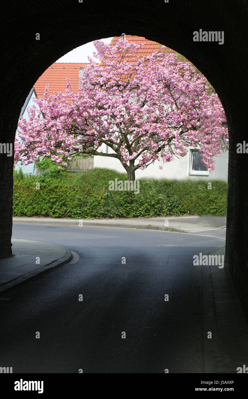 houses blossoms tunnel spring roofs bleed vom dunkel ins licht rosige Stock Photo