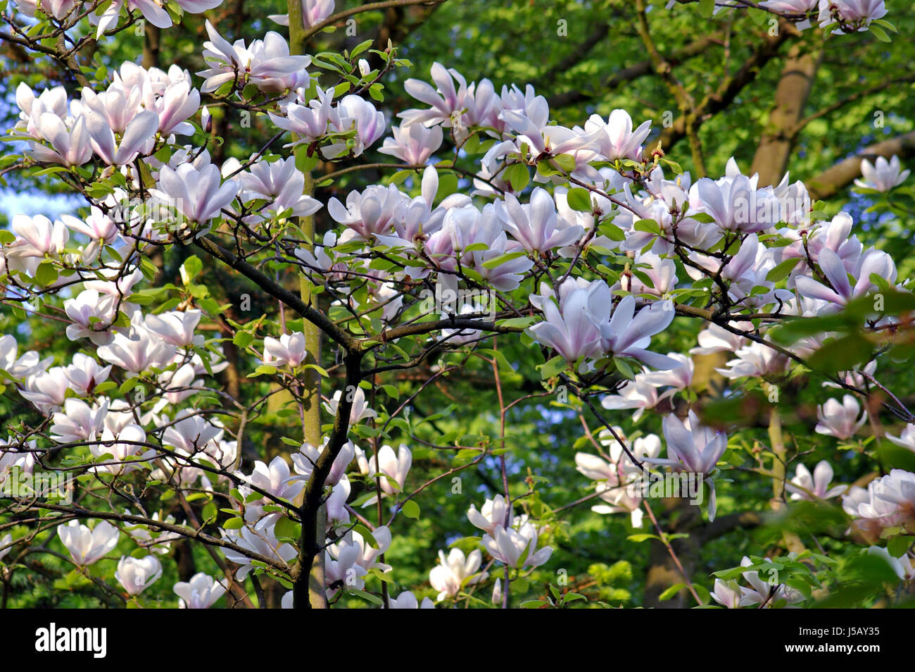 tree bloom blossom flourish flourishing botany magnolia luxury expenditure pomp Stock Photo