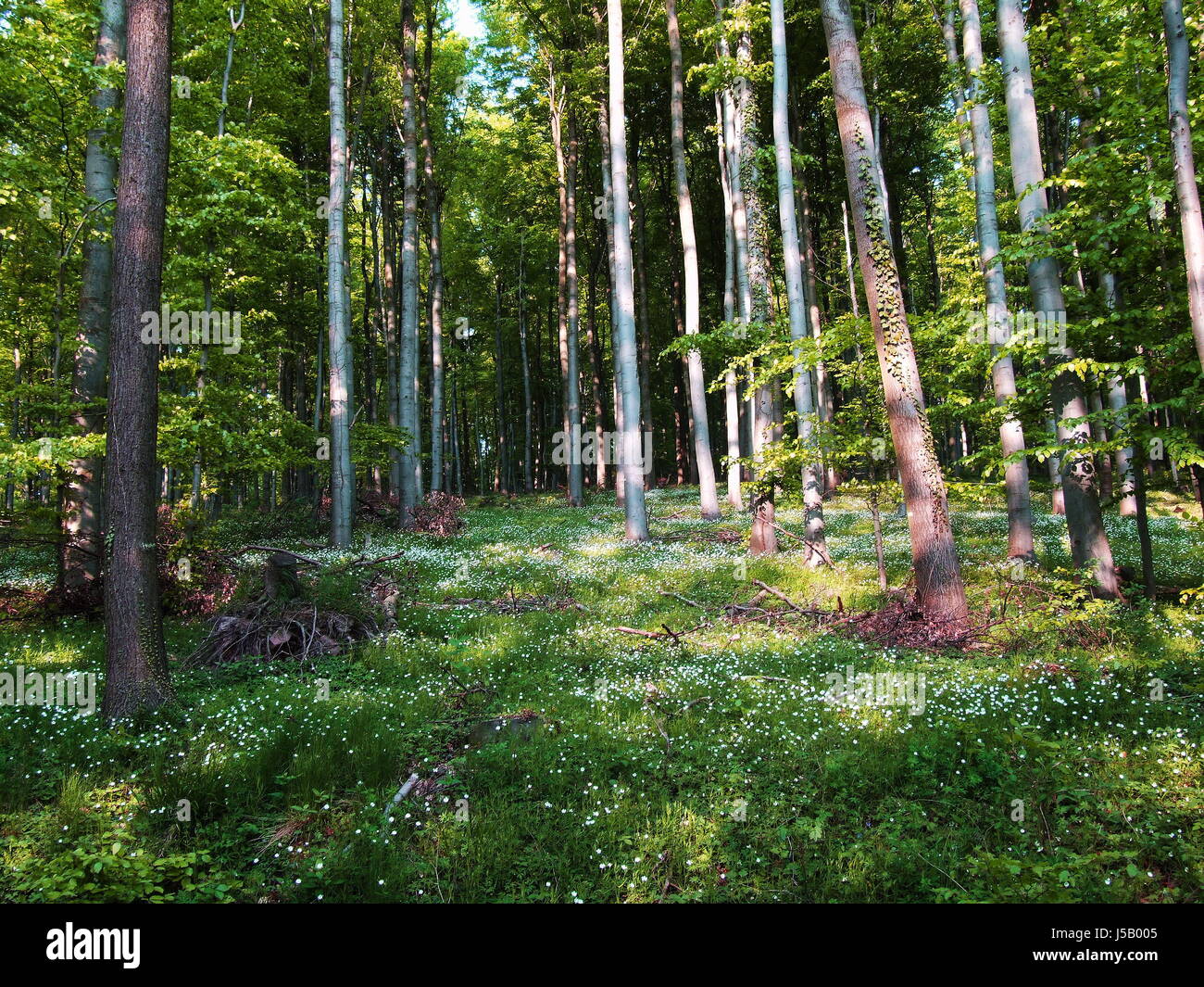 in the forest Stock Photo - Alamy