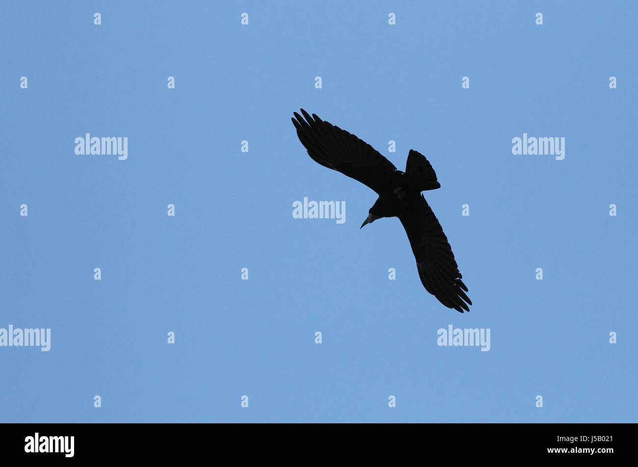 Rook in flight Stock Photo - Alamy